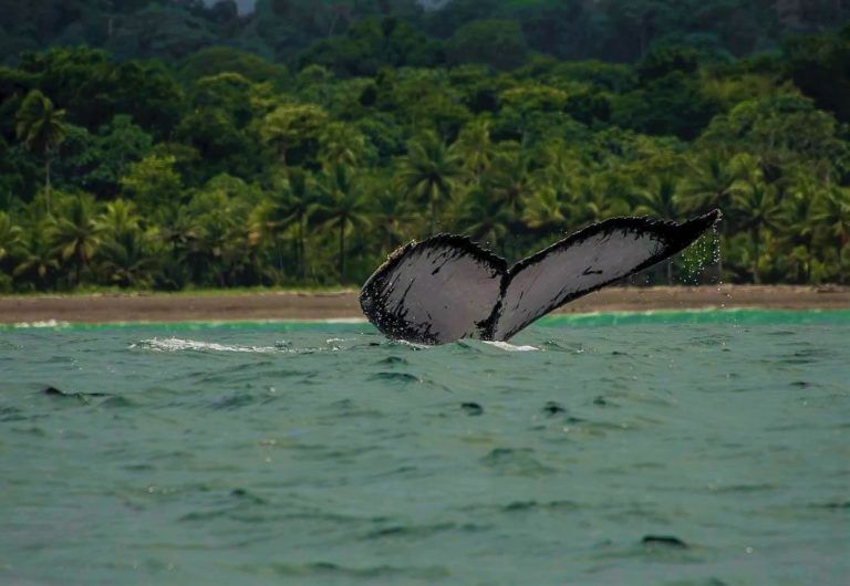 Parque Natural Utría, el escenario que encierra la sala cuna de las ballenas