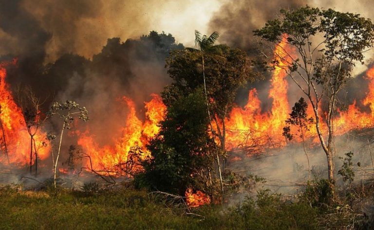 Incendios en la Amazonía Brasileña, un llamado a luchar por su protección