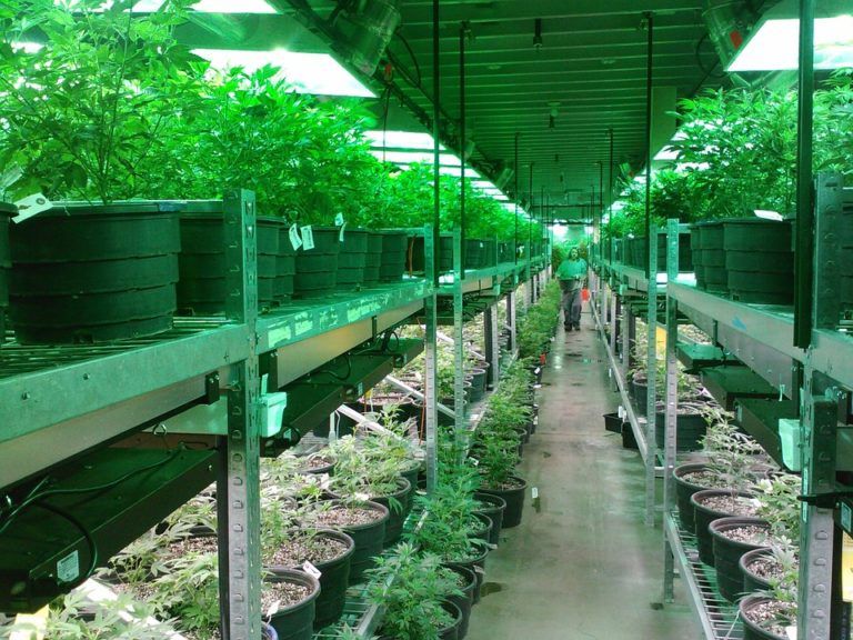 Cannabis medicinal, Colombia en la ruta para ser el primer productor mundial