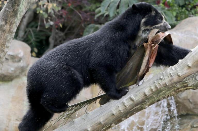 Remedios, el oso de anteojos que continuará en zoológico de Medellín