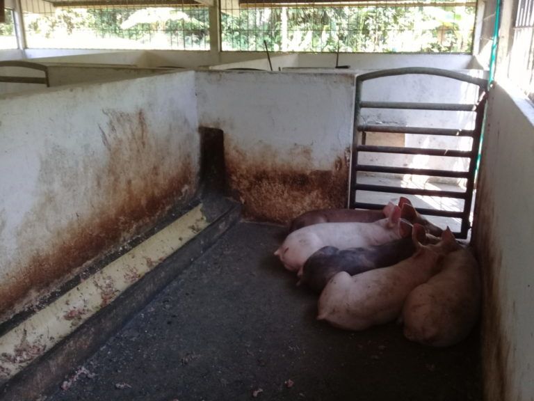 Claves del manejo adecuado para la producción porcina