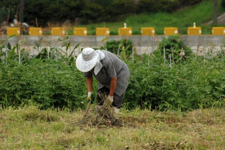 “El Campo emprende”, proyecto dirigido a las familias campesinas colombianas