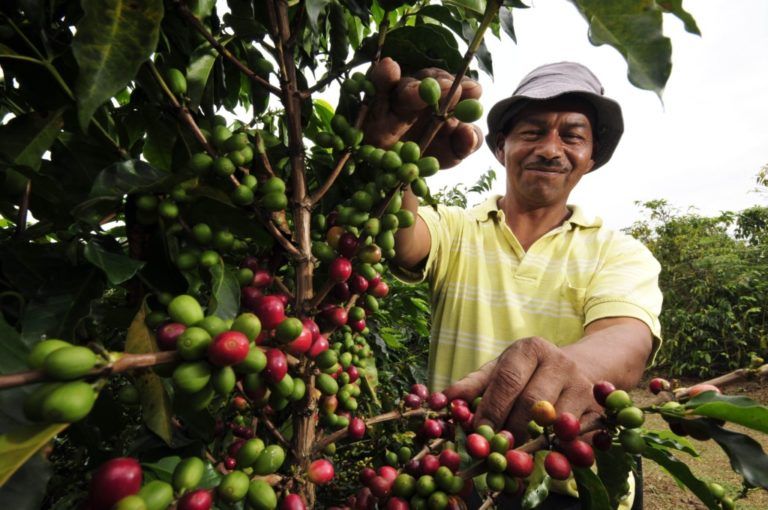 Radio Mundo Rural: Café producido por excombatientes de las Farc recibe premio internacional