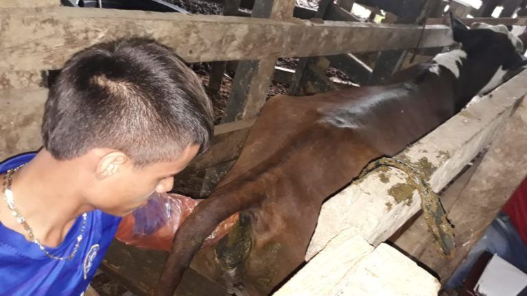 Estas son algunas técnicas para la producción bovina