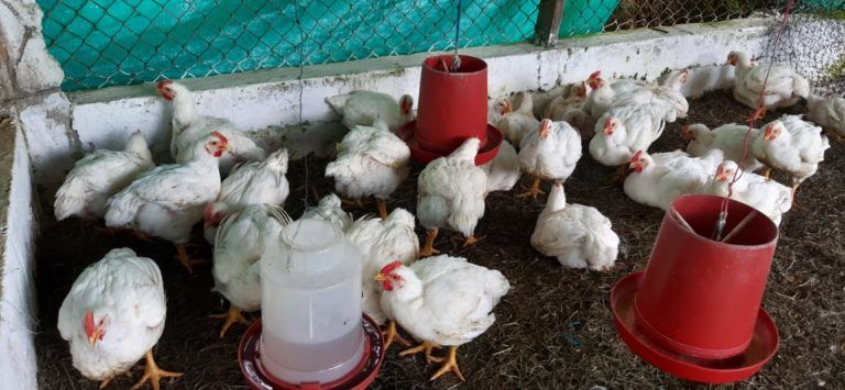 Conozca algunos consejos para el manejo en pollos de engorde