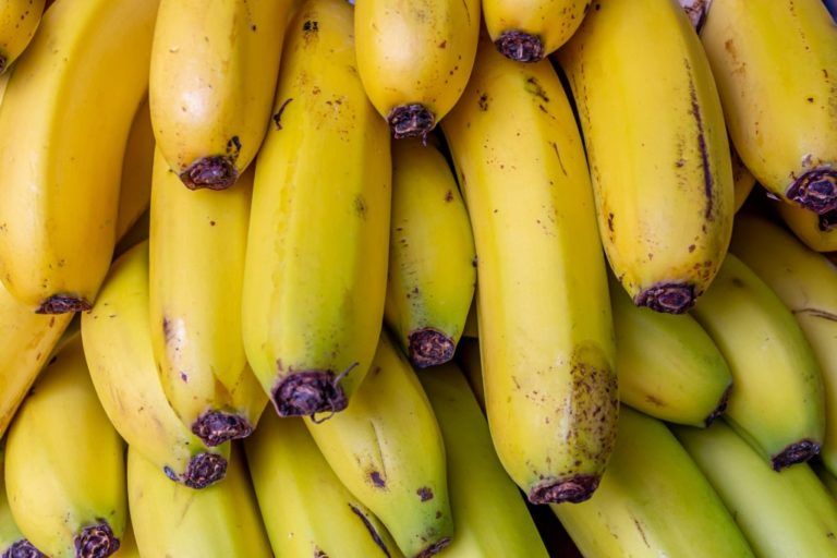 Llegó al Ecuador la XVI Convención Internacional del Banano