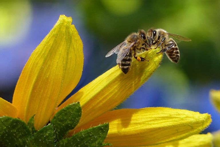 La abeja, el ser vivo más importante del mundo está desapareciendo