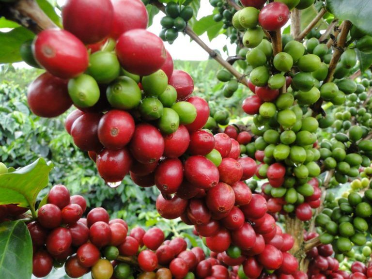 El café está de fiesta, hoy se conmemora su Día Internacional