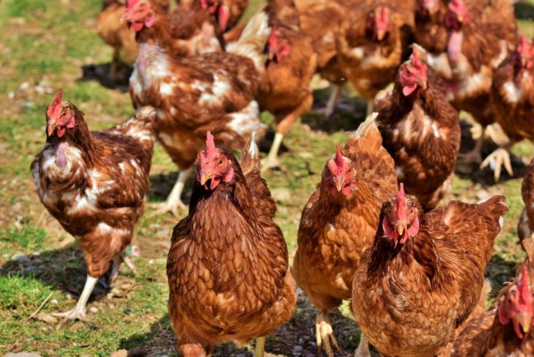 Radio Mundo Rural: Carne de pollo, la favorita de los colombianos