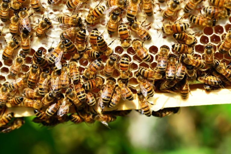 Carta del Campo: Las abejas no son indispensables, son sagradas