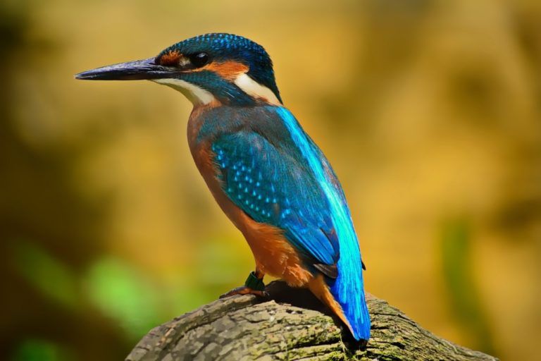 “El Tolima abre sus alas al mundo”, con el V Festival de Aves