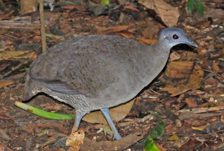 El Tinamú negro, en peligro de extinción a causa de la deforestación