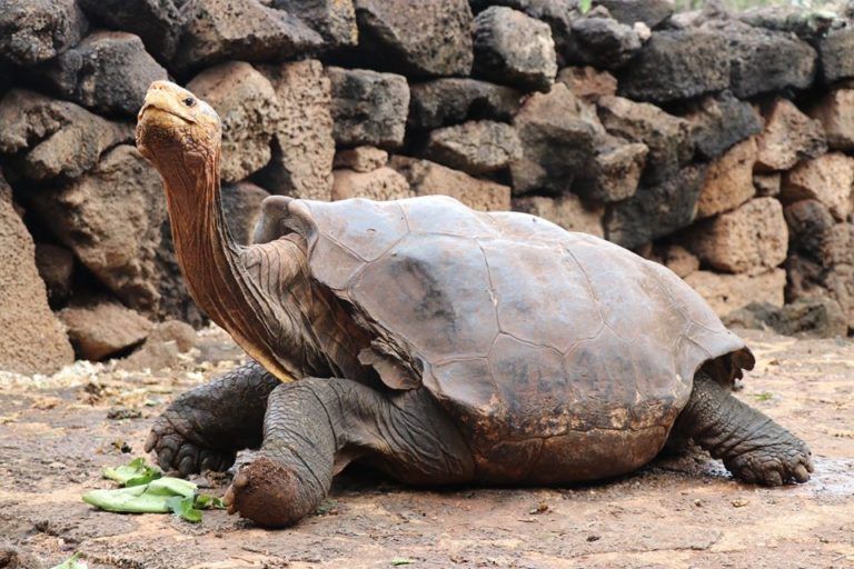 El retorno de Diego, la tortuga gigante que salvó a su especie