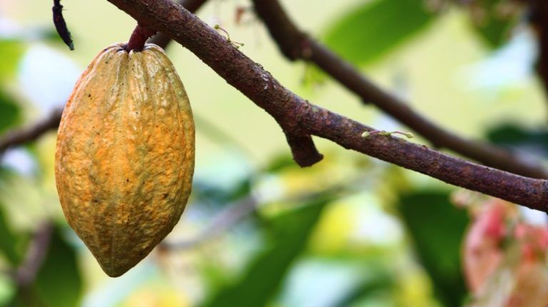 Con plátano y cacao se cultiva paz en La Uribe, Meta