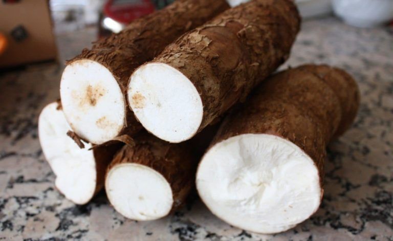 Yogur de yuca para cerdos, una opción para dietas productivas