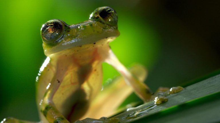 Reaparece en Bolivia la rana de cristal, una especie que se creía extinta