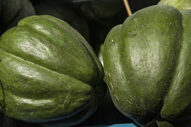 La guatila, un fruto con muchos beneficios para la salud