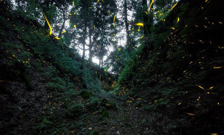 Estudio alerta sobre posible extinción de las luciérnagas