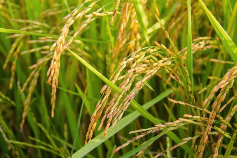 Los retos del 2020 para la producción de arroz en el país