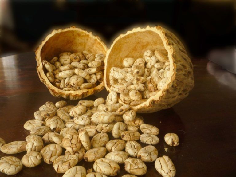El proyecto investigativo en torno a la medicina natural Amazónica