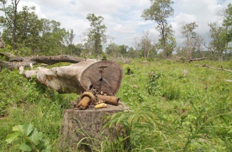 Deforestación: un nuevo decreto en San Vicente del Caguán