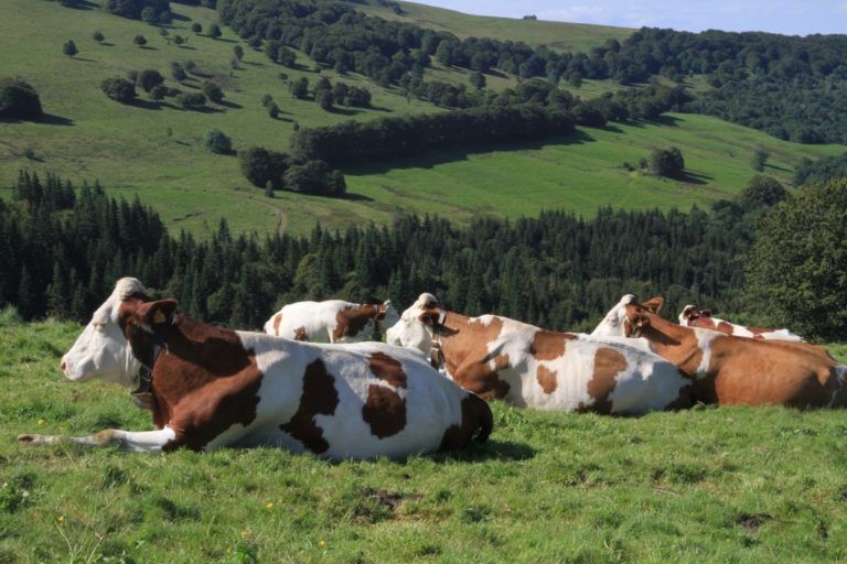 Silo líquido, un aliado en la dieta alimenticia de bovinos