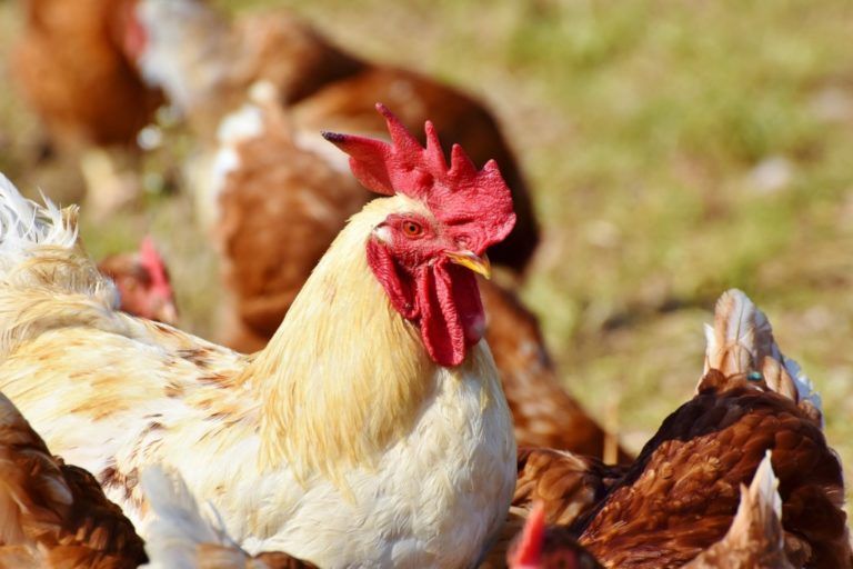 El sello de pollo colombiano continúa extendiéndose en los restaurantes nacionales