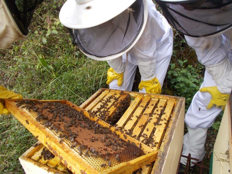 Inicia investigación sobre el impacto de pesticidas en las abejas