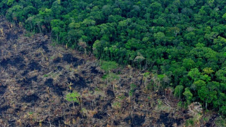 Cifras preliminares de deforestación revelan tendencias en la Amazonía