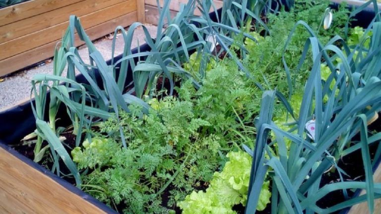 Construye tu huerta orgánica en esta cuarentena