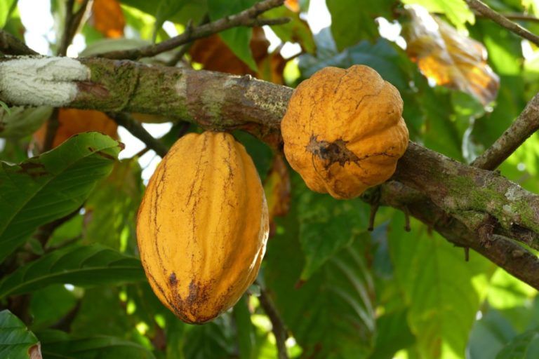 Reino Unido se deleita con el cacao producido en el campo colombiano