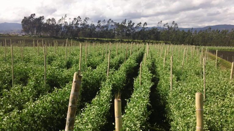Unidad y monitoreo, la clave del Ministerio de Agricultura para enfrentar el Covid-19