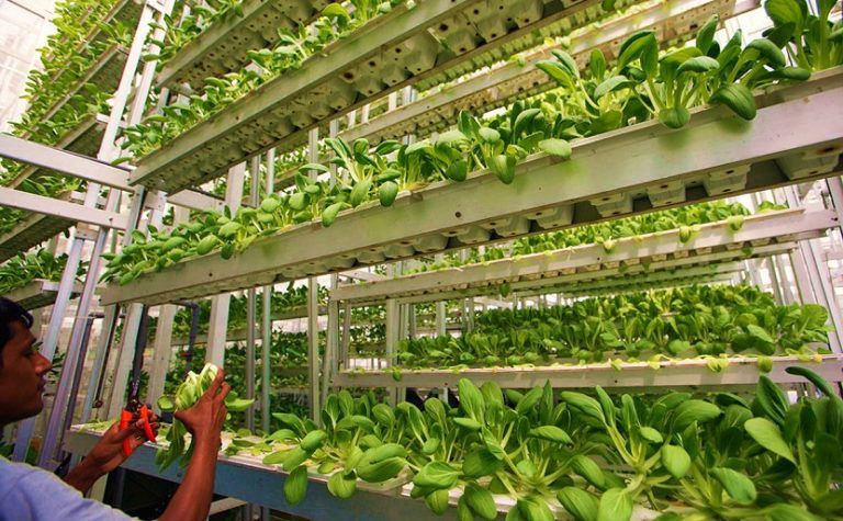 Todo lo que debe saber sobre agricultura vertical