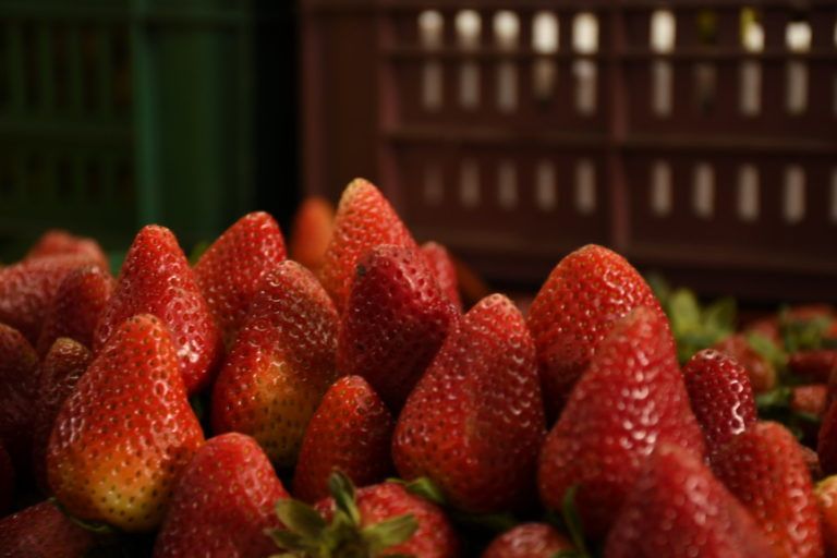 Agricultores beneficiados con programas de cultivos sostenibles