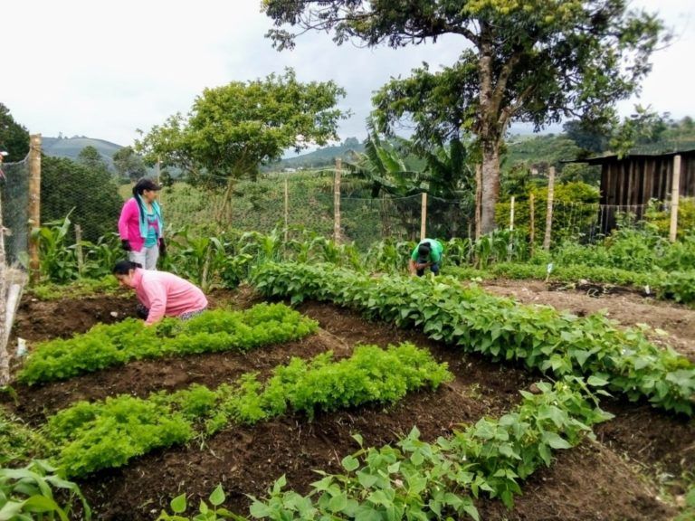 El concurso de Huertas Caseras que fortalece una comunidad del Huila