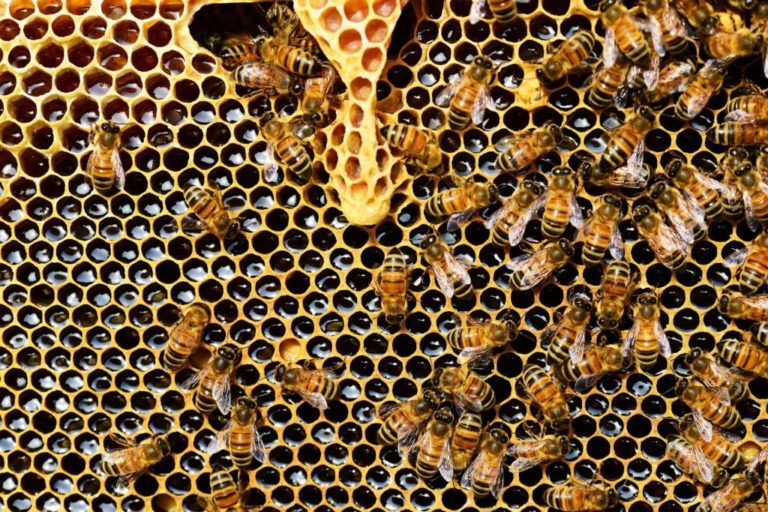 Día Mundial de las Abejas, una invitación a luchar por su protección