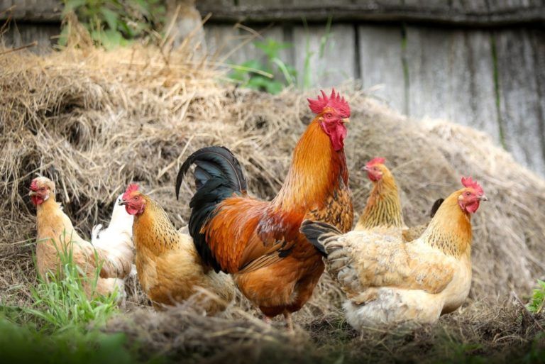 Plumas de pollo, una opción para la alimentación en animales