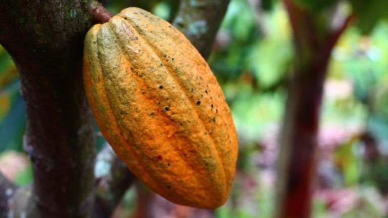 Incrementa la producción de cacao en primer trimestre del 2020