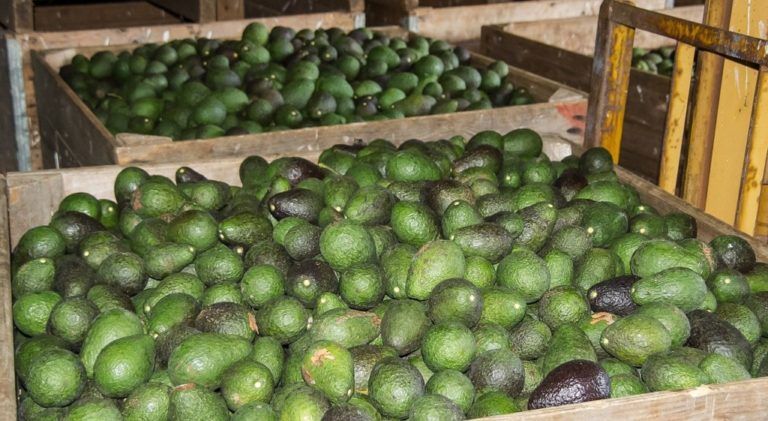 Así es el viaje de 23 toneladas de aguacate hass colombiano rumbo a Shanghái
