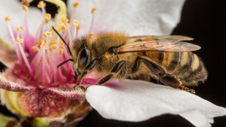Acción Latinoamericana y del Caribe por las Abejas
