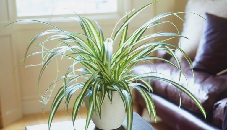 5 plantas purificadoras de aire para tener en los hogares