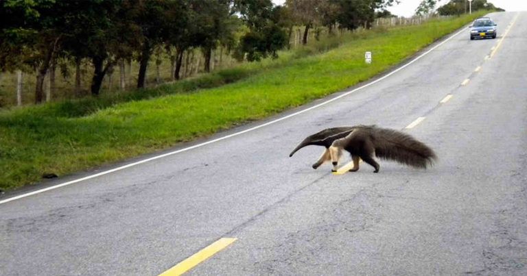 Club de Vida en la Vía, una campaña por el cuidado de la fauna silvestre