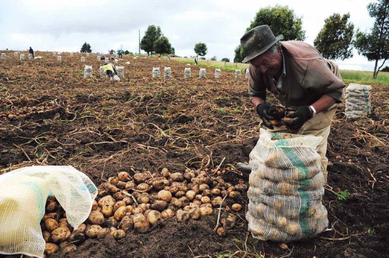 Más de 510.000 hectáreas para la siembra de papa en Colombia