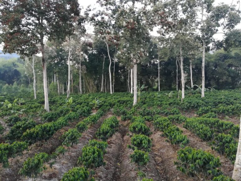 ¿Cómo podría el sector forestal responder a la pandemia de COVID-19?