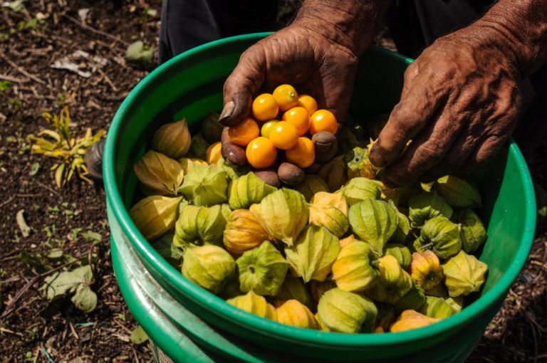 Antioquia: departamento líder en predios para exportación de vegetales