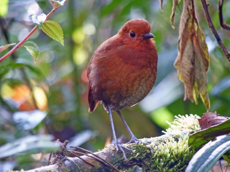 Científicos registran una nueva especie de ave en Colombia