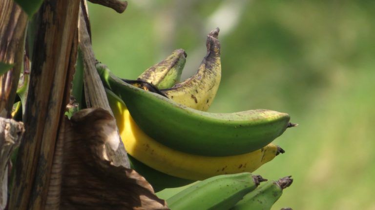 Exportaciones de banano se mantienen pese a brotes de COVID-19 y Fusarium