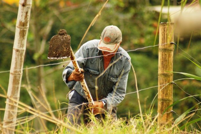 ‘el Campo En La Radio Las Voces De Las Regiones Colombianas • Periódico El Campesino La Voz 8782