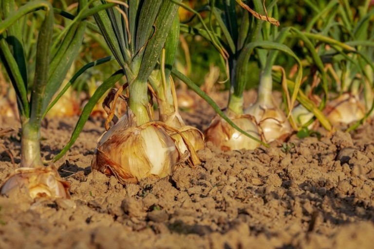 Alimentación de cultivos se realiza mediante ‘Inteligencia Artificial’ en Colombia