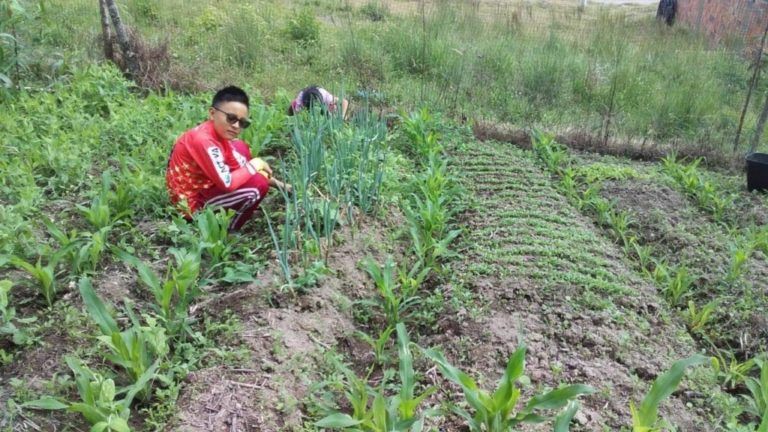 La chagra, estrategia pedagógica y espacio para la autonomía en la comunidad Yanacona